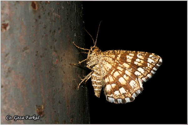 62_ latticed_heath.jpg - Latticed Heath, Chiasmia clathrata, Mesto - Location: BaÄka Palanka, Serbia